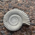  2-8  Ammonite Hand-CastFossil  detailed reconstituted stone ammonites design 