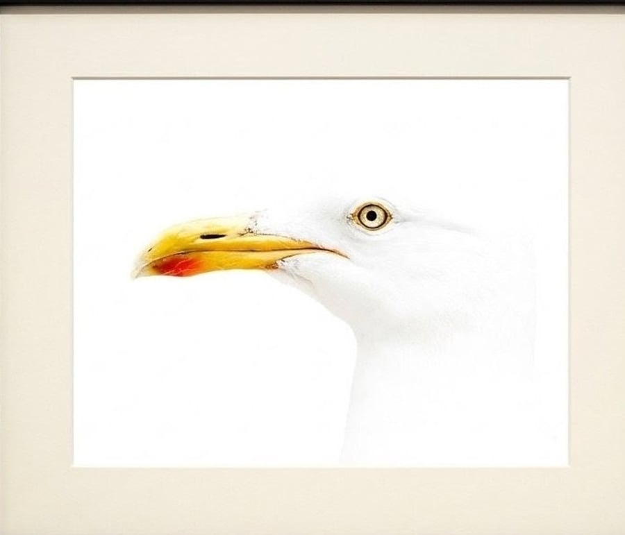 Seagull