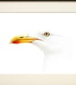 Seagull