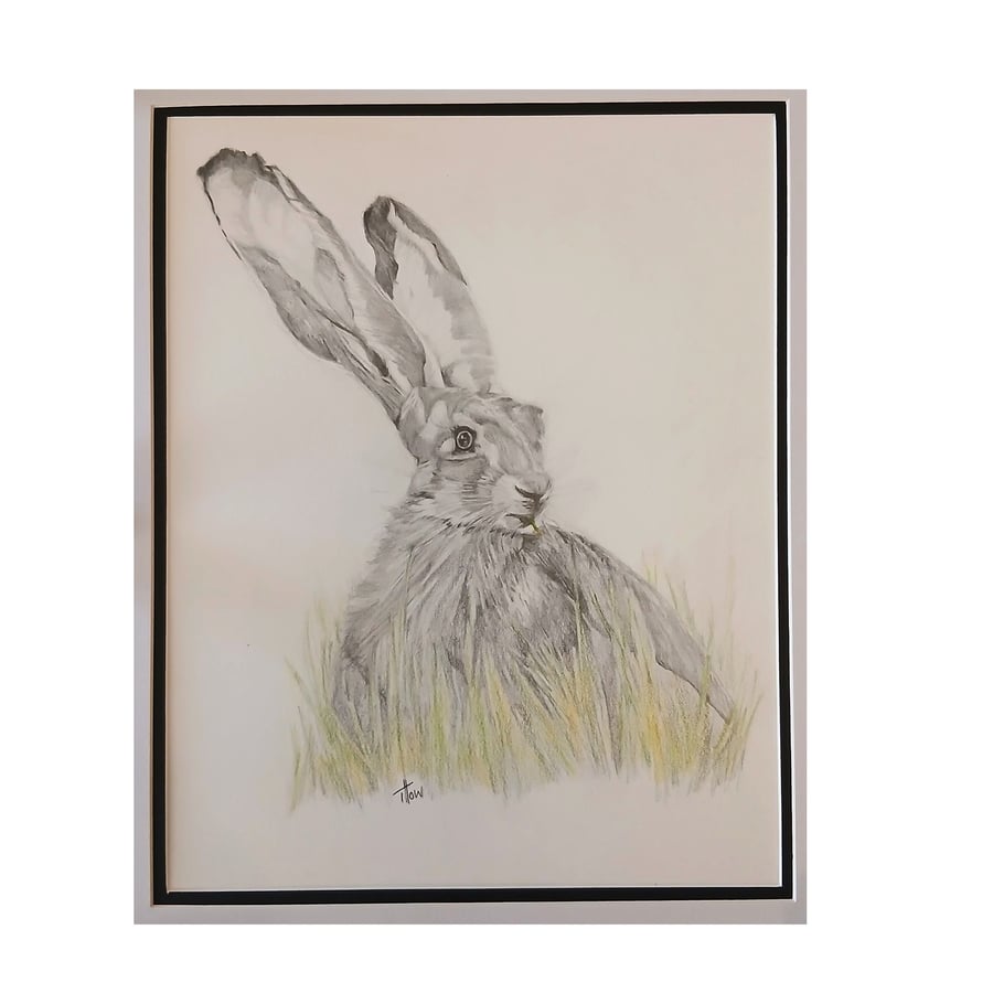 Hare