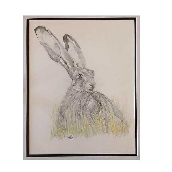 Hare