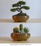 Handmade Round Bonsai Pot 16.5cm Stoneware with Earth Glaze