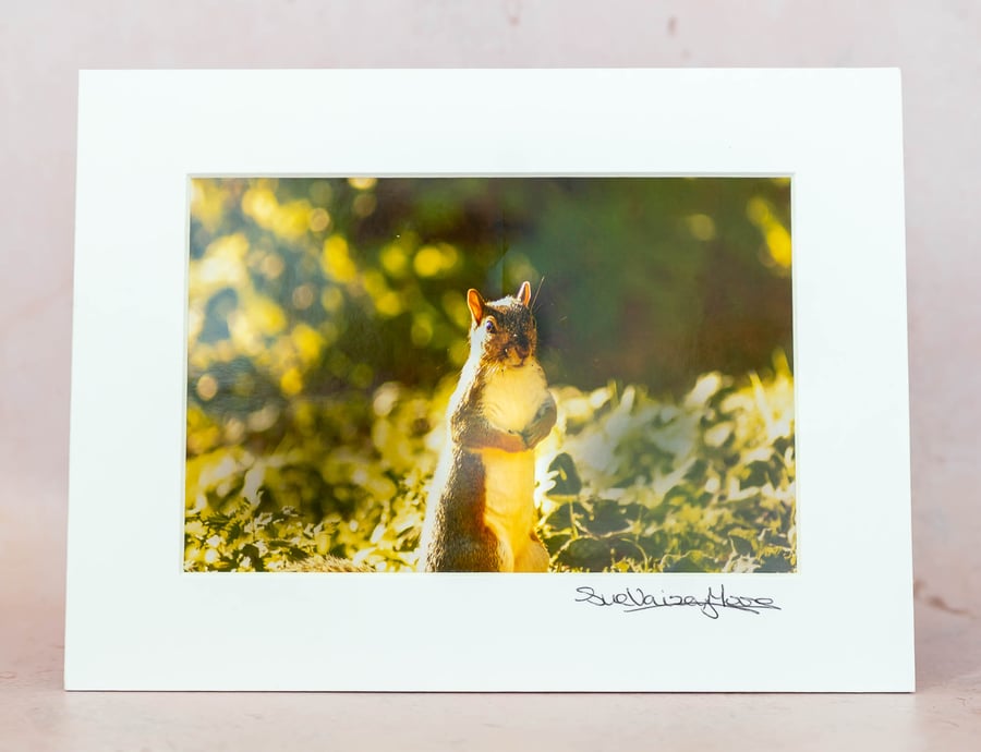 Squirrel in Sunshine Limited Edition Photograph