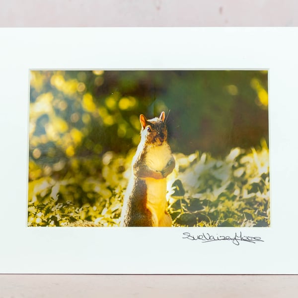 Squirrel in Sunshine Limited Edition Photograph