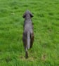Labrador Playing with Toy Dog Statue Large Bronze Resin Garden Sculpture - Image 7