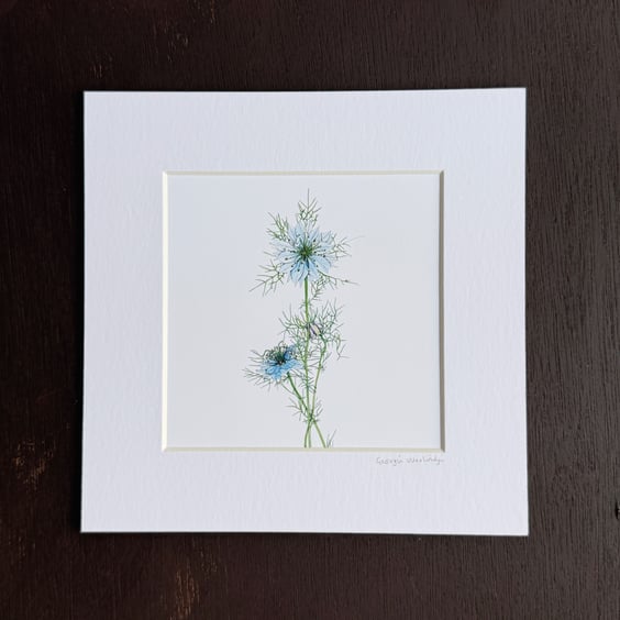 'Love in the Mist' 8" x 8" Mounted Print