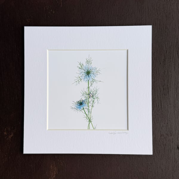 'Love in the Mist' 8" x 8" Mounted Print