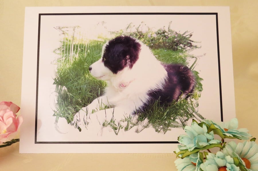 Border Collie Pup Card
