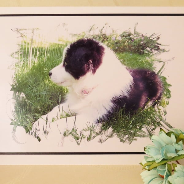 Border Collie Pup Card