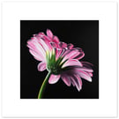Pink Gerbera Art Print – Floral Wall Art on Black Background – Unframed Botanica