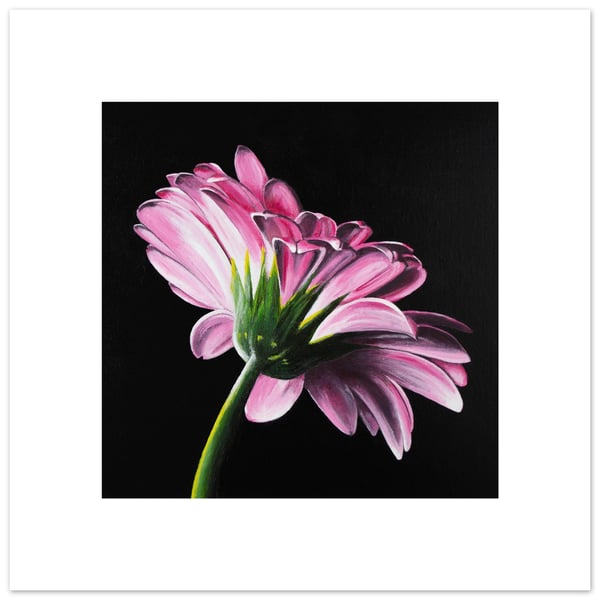 Pink Gerbera Art Print – Floral Wall Art on Black Background – Unframed Botanica