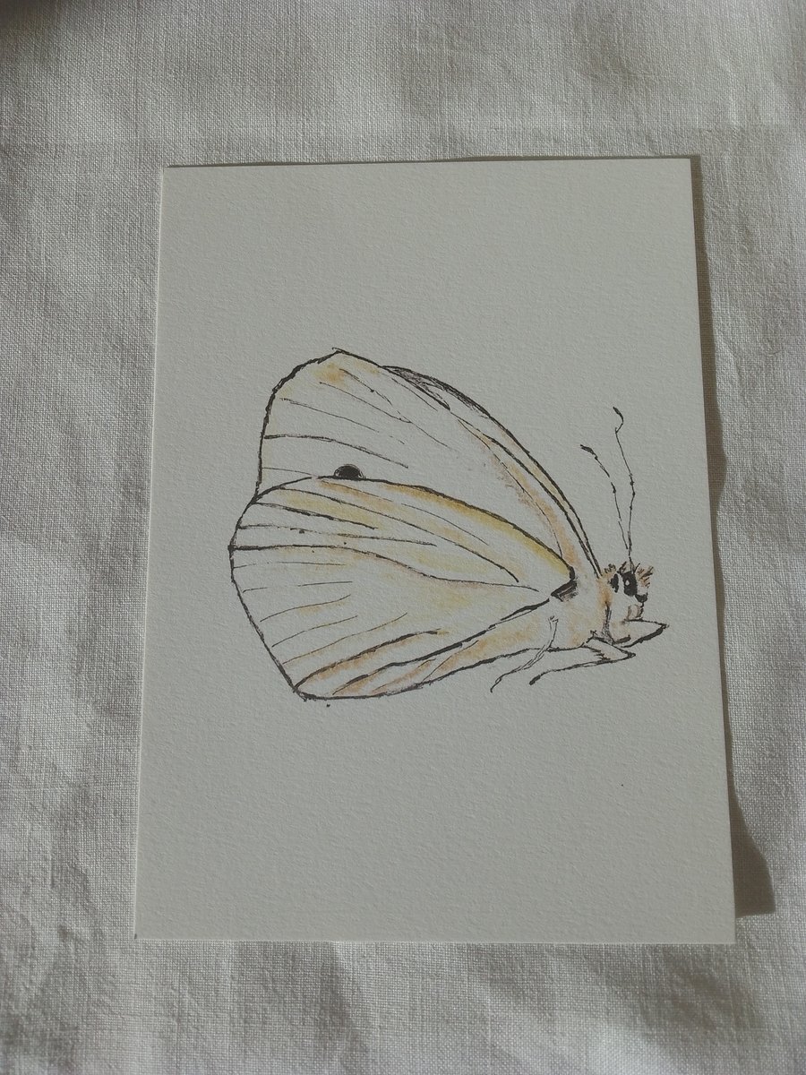 Cards, Greetings Card, Butterfly, Flat, Blank, Printed From Original Artwork