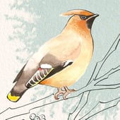 Beth Grainger Illustrations