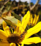 Bee on a Sunflower, A6 Greetings Card Nature Photography - Image 2