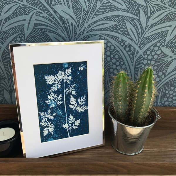 A Framed Cyanotype Original of Herb Robert