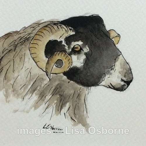 Blackface Sheep. Signed print. Illustration. Farm animals