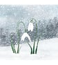 Snowdrops Illustrated Art Print - Image 3