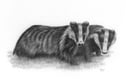 Pencil Drawings