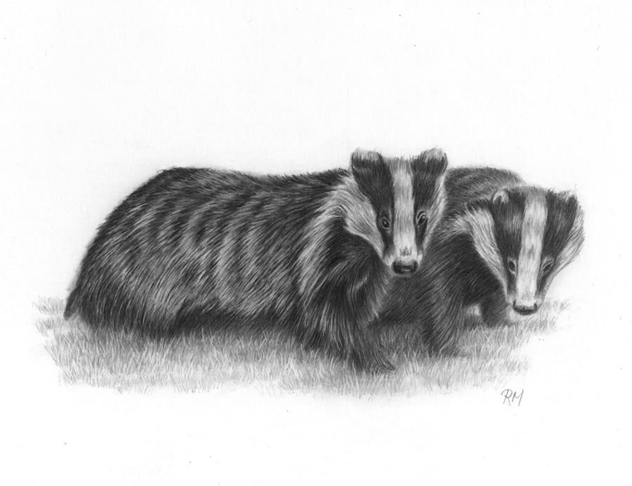 Pencil Drawing of Badgers