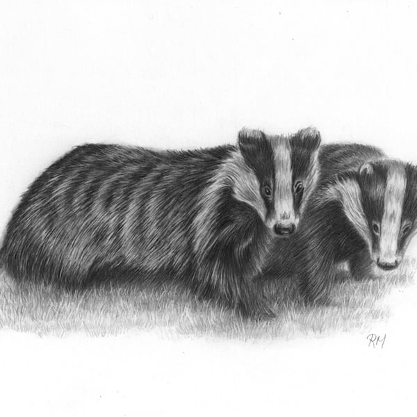Pencil Drawing of Badgers