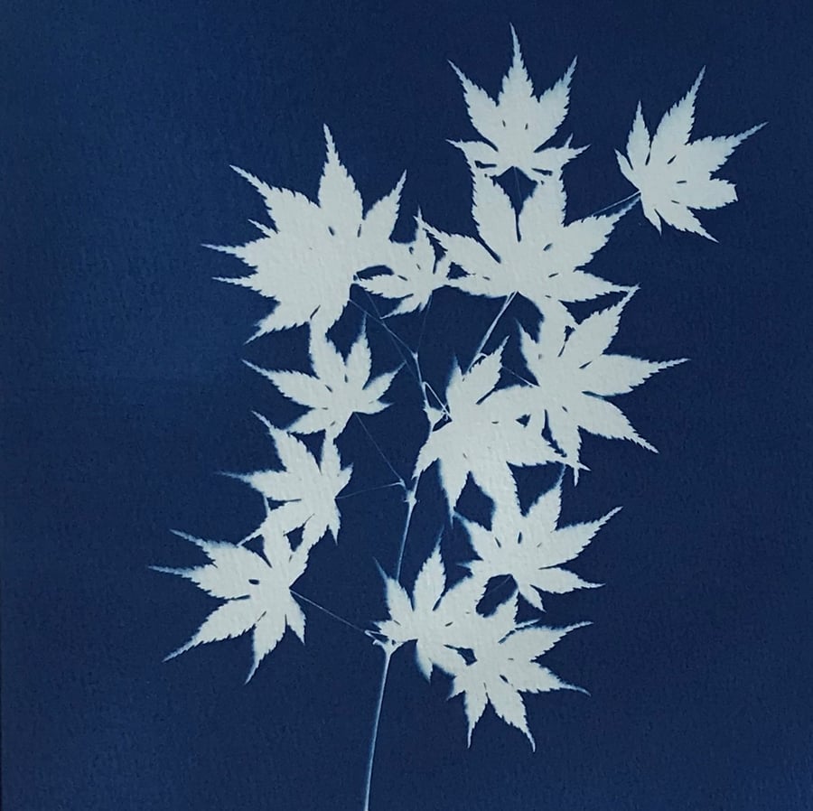 A Botanical Cyanotype, Doli - Japanese Maple, stunning with Prussian Blue. 
