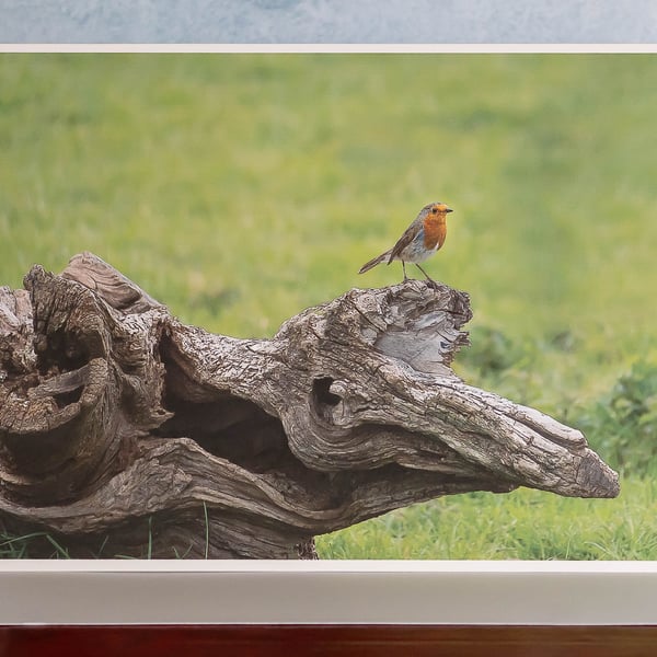 Robin on Log Ethically Made A5 Blank Card