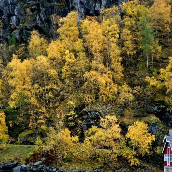 Flam Aurlandsfjord Norway Scandinavia 12"x18" Print