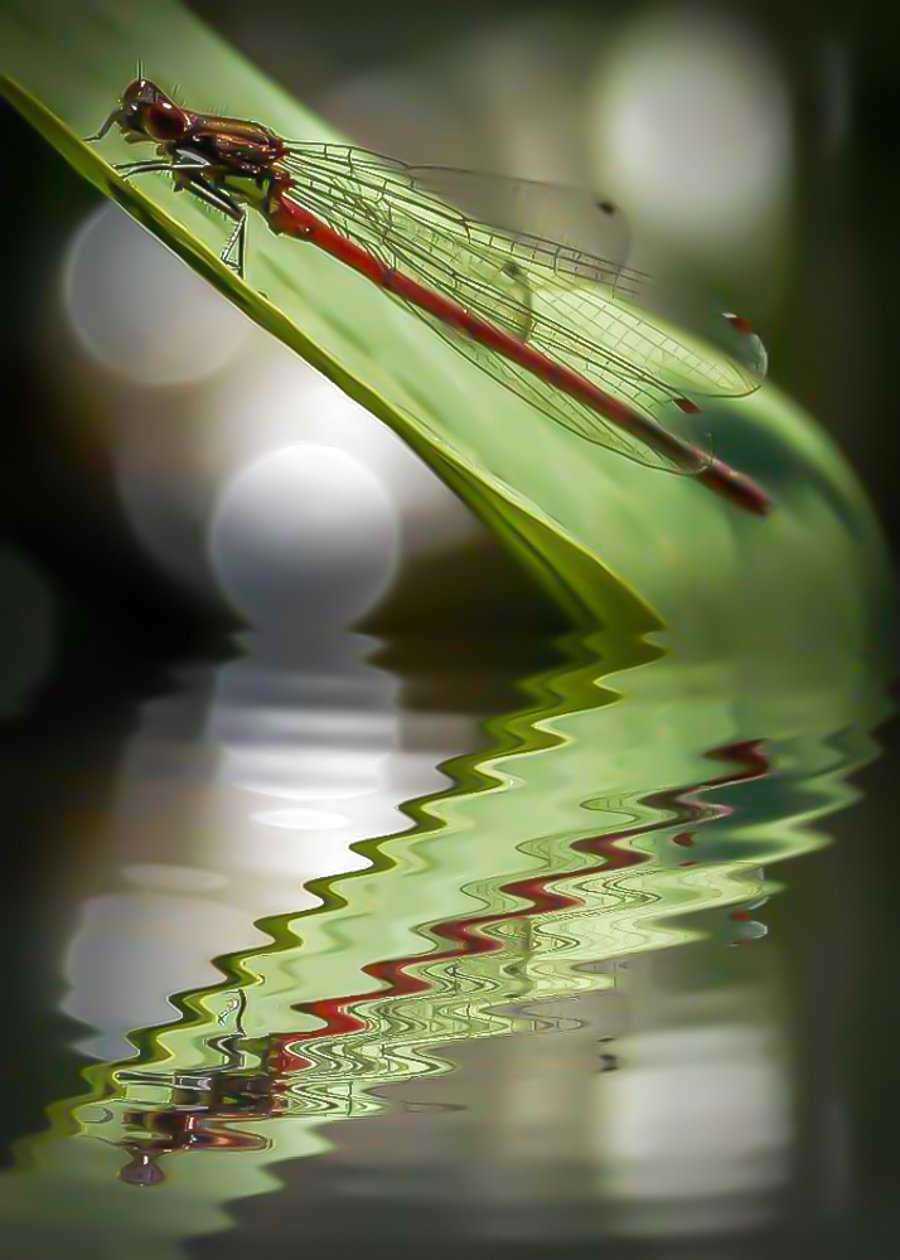 Dragonfly on a Leaf - Photographic Print Greetings Card