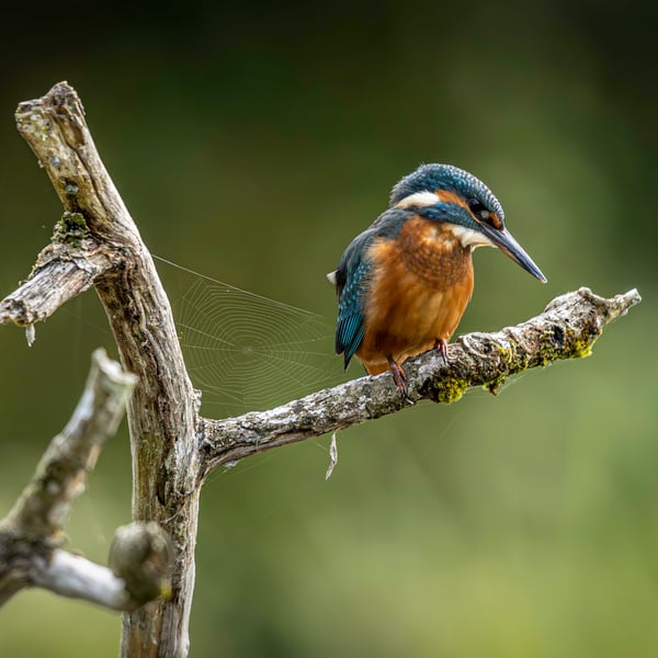 Kingfisher & Optimistic Spider