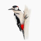 Fine Art Giclée Print Greater Spotted Woodpecker Bird