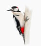 Fine Art Giclée Print Greater Spotted Woodpecker Bird