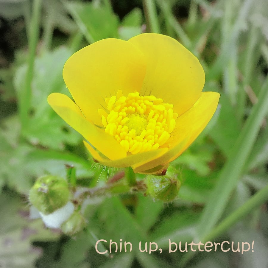 Chin up, buttercup!  A card featuring an original photograph.  Blank inside.