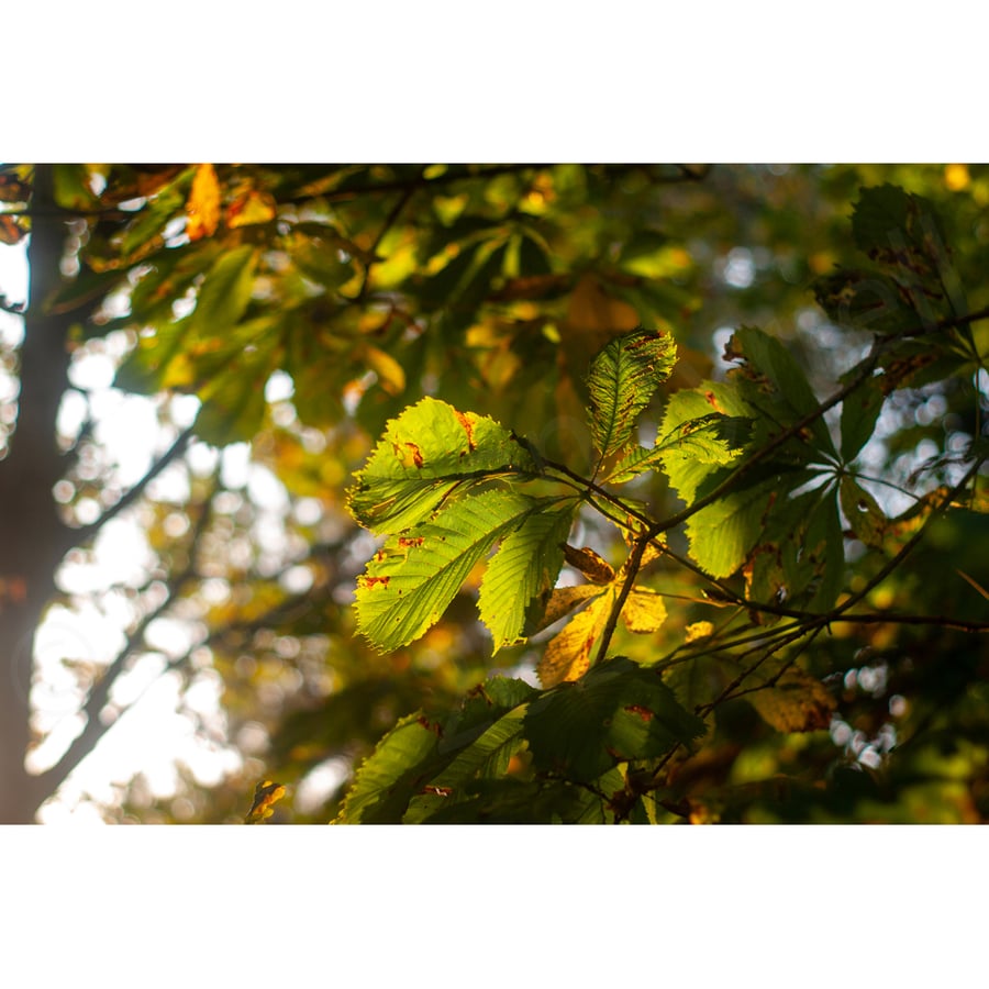 Photographic Print -Horse Chestnut Leaf in Autumn