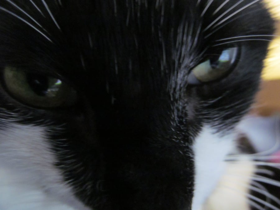 Mango and Mog
