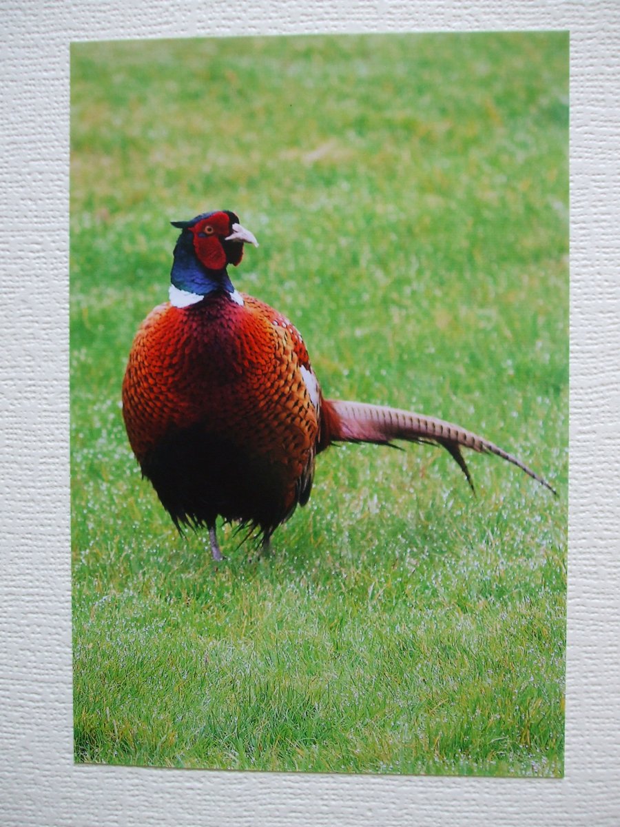 Photographic greetings card of a cock Pheasant. 