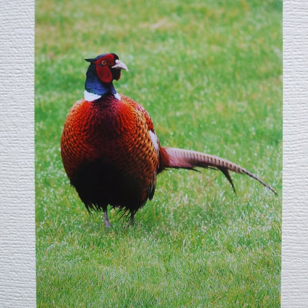 Photographic greetings card of a cock Pheasant. 