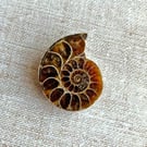 polished ammonite fossil, one half of ammonite, keepsake gift