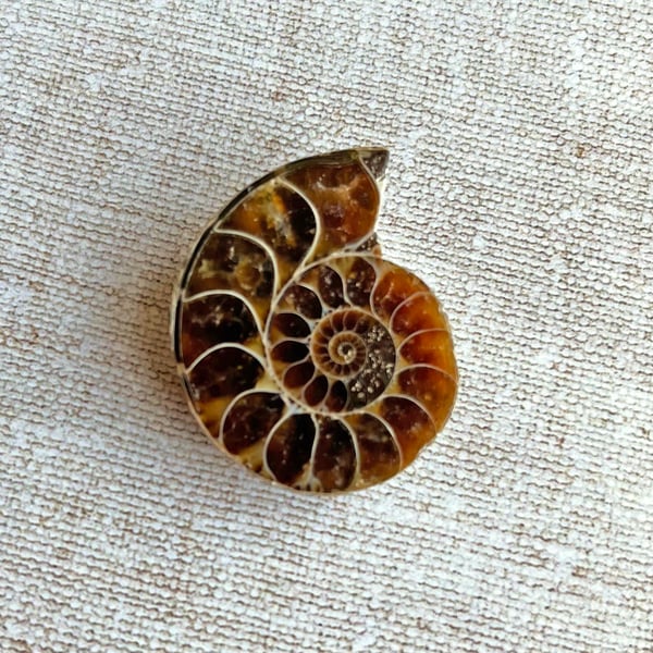 polished ammonite fossil, one half of ammonite, keepsake gift