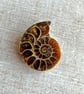 polished ammonite fossil, one half of ammonite, keepsake gift