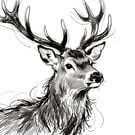 Stag Greeting Card A5 Size Blank Inside 