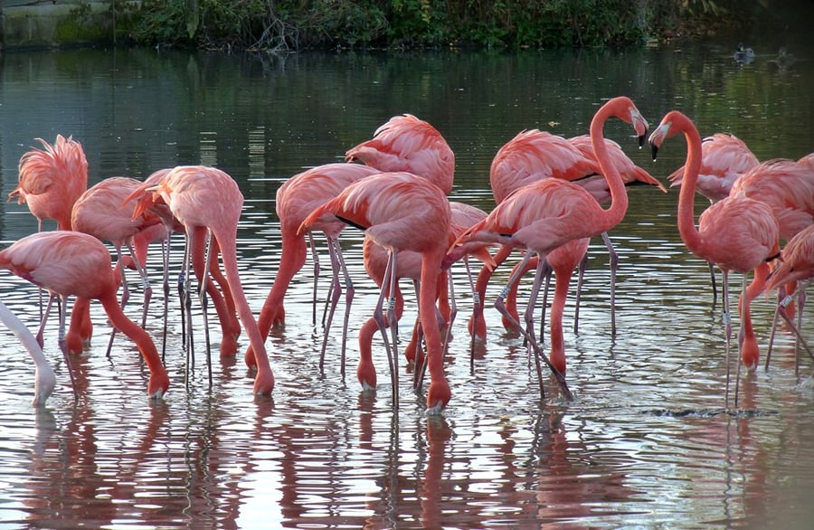 Flamingos