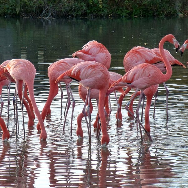 Flamingos