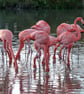Flamingos - Image 1