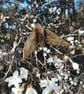 Nature Sprite Wall Art for outdoors and indoors - Image 5