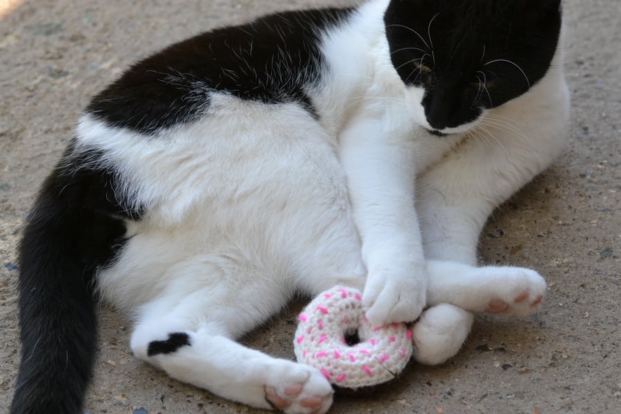 Donut Cats Toy