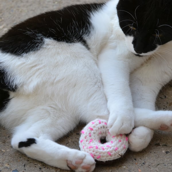 Donut Cats Toy