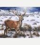 PACK OF 10 Christmas Cards A5 "By the Light of the Midwinter Star"