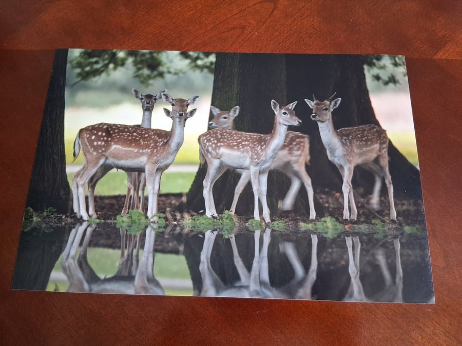 HERD OF DEER