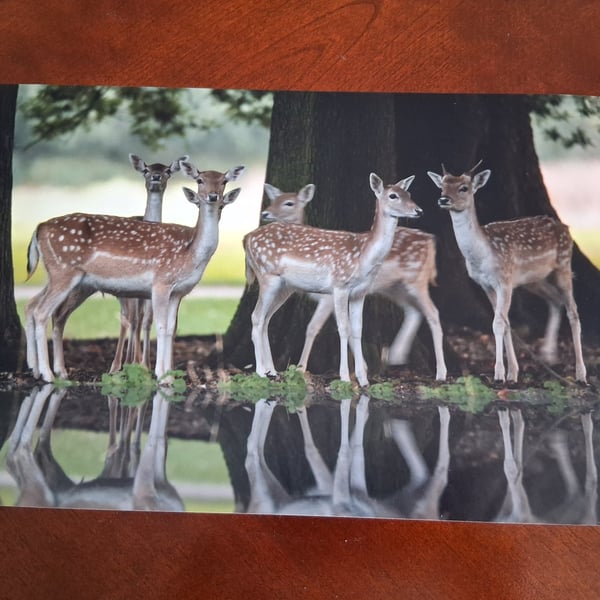 HERD OF DEER
