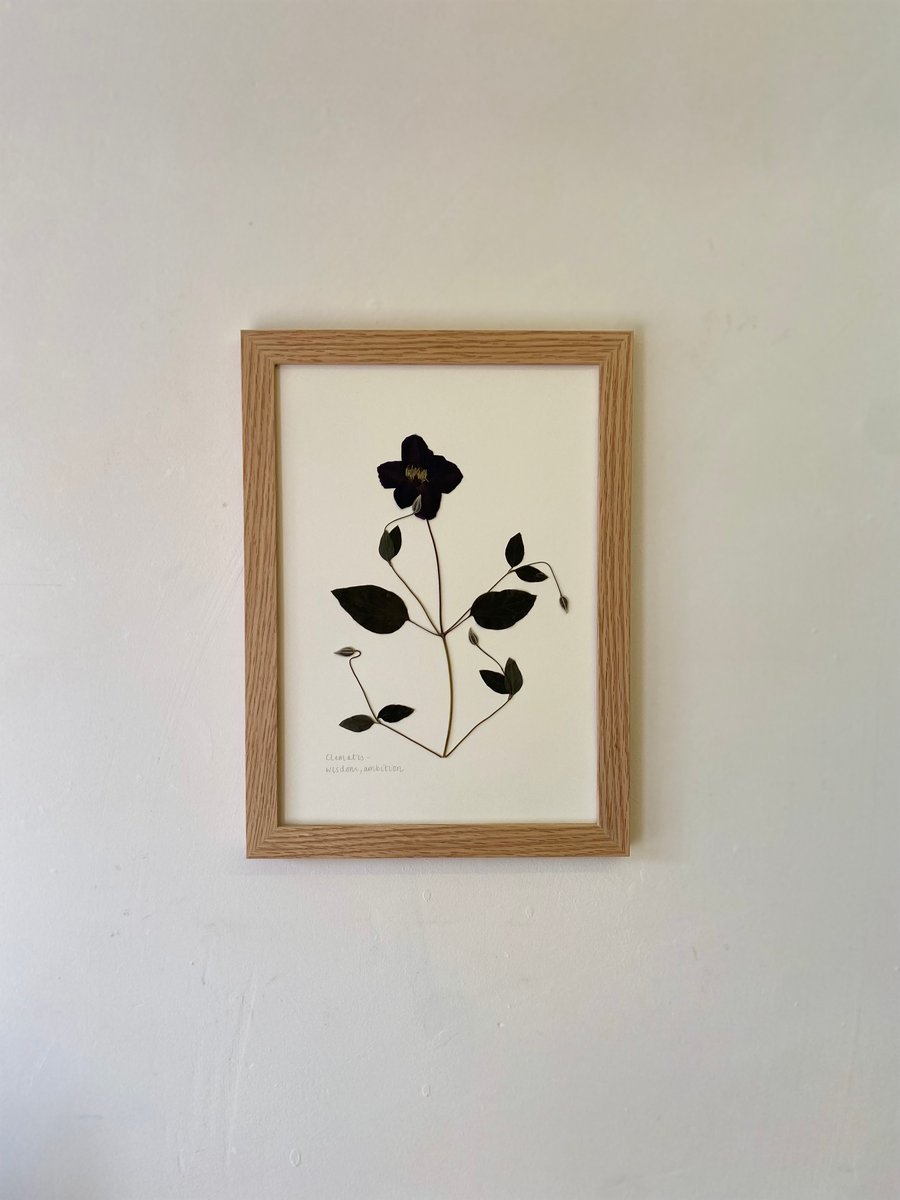 Pressed Clematis flower - A4